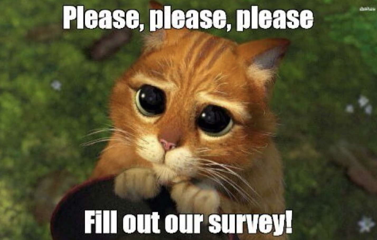 Cute cat with puppy eyes meme and text "Please, please, please. Fill out our survey."